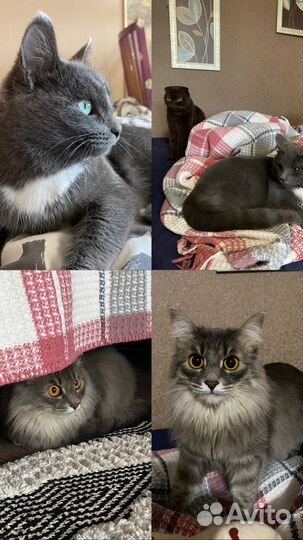 Передержка животных