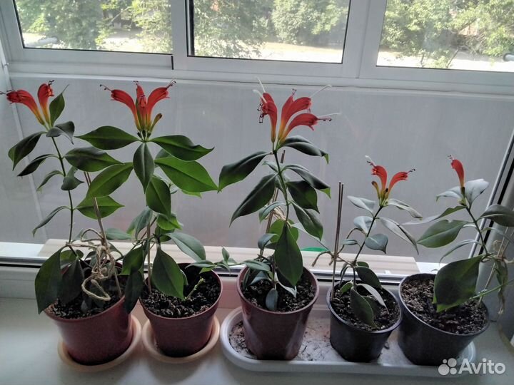 Эсхинантус