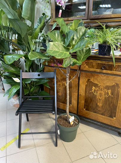 Фикус лирата на стволе