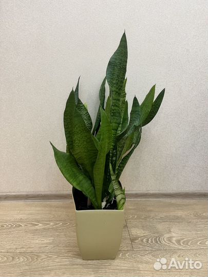 Сансевиерия в «умном горше» в бежевом