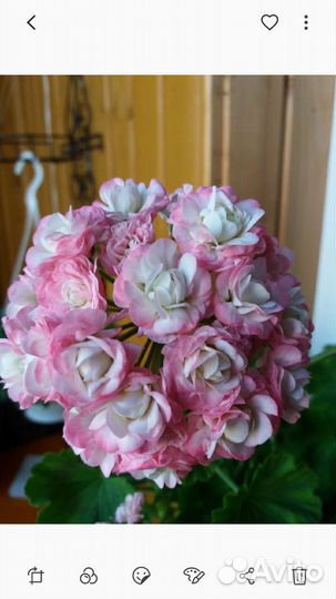 Пеларгония герань сортовая