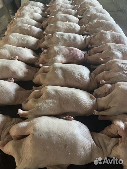 Халяль Мясо гуся и утки, оптом и в розницу