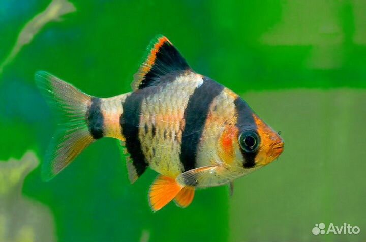 Рыба барбус