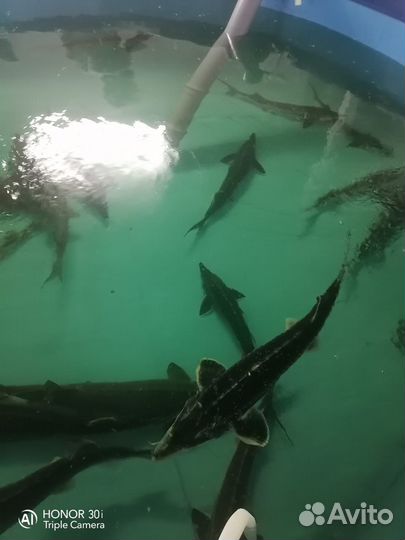 Царская рыба