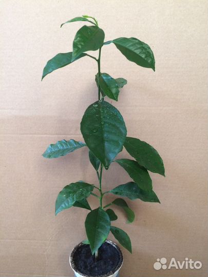 Подарок Цитрусовые деревья