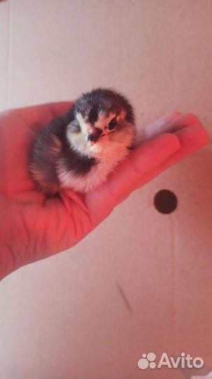 Суточные цыплята бройлера