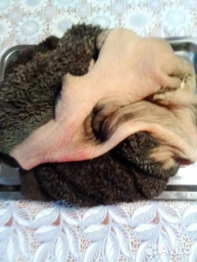 Мясо и Субпродукты для собак (В розницу)