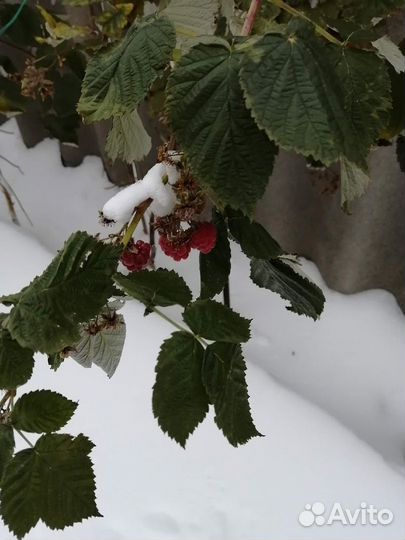 Ремонтантная Малина Саженцы