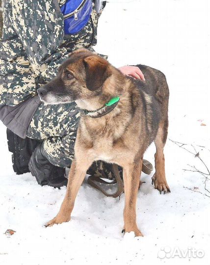 Красавица Дина из приюта