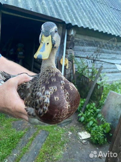 Утки, кролики