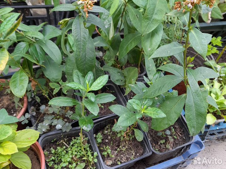 Флокс Орхид Йеллоу