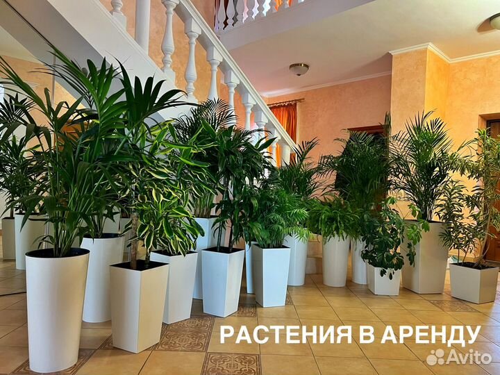 Аренда комнатных цветов и растений в Сочи