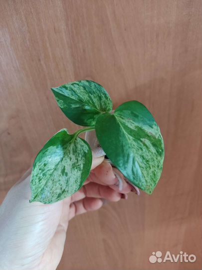 Сциндапсус эпипремнум