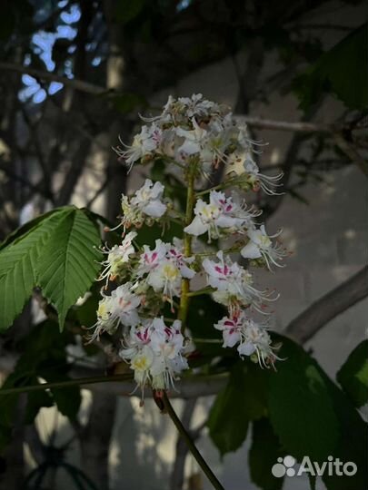 Рассада многолетних цветов