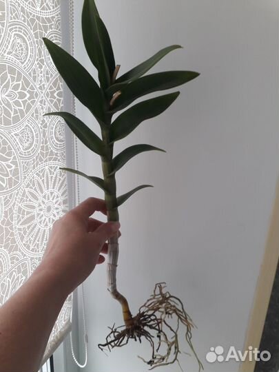 Орхидея дендробиум (черенки)