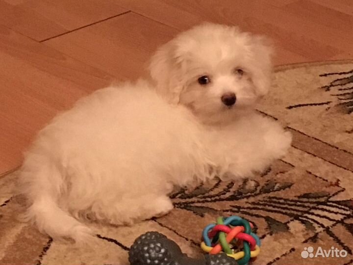 Мальтезе вязка