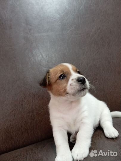 Щенки джек Рассел терьер