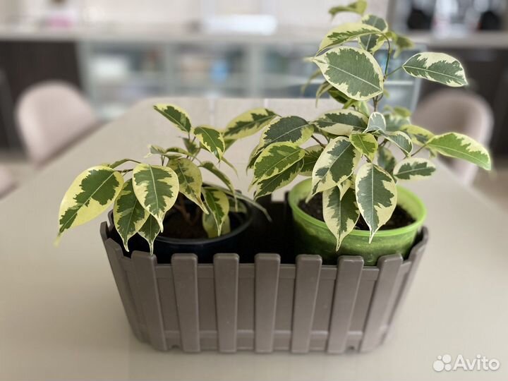 Комнатные растения