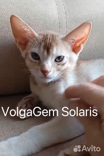 Котята абиссинцы клубные серебро