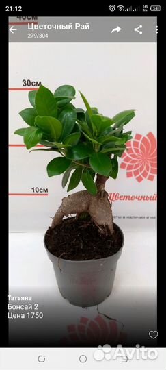 Фикус микрокарпа гинсенг бонсай