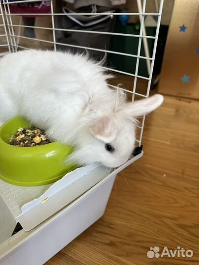 Кролик декоративный домашний