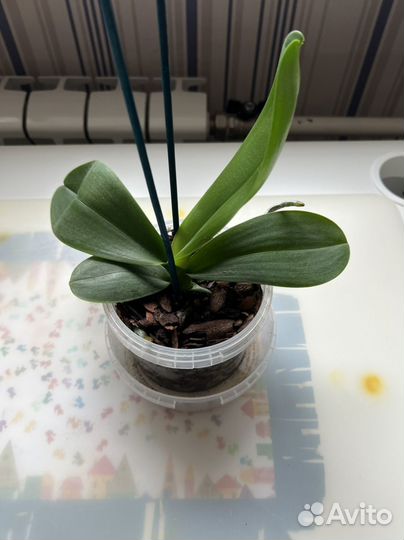 Орхидея фаленопсис