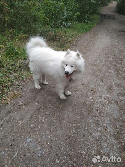 Самоед 6 лет берём щенка