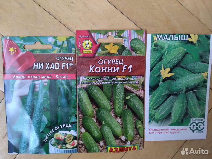 Рассада огурцов