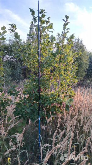 Клен татарский