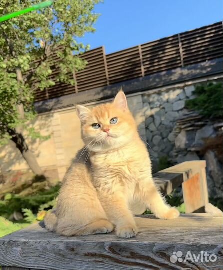 Мальчик золотой голубоглазый