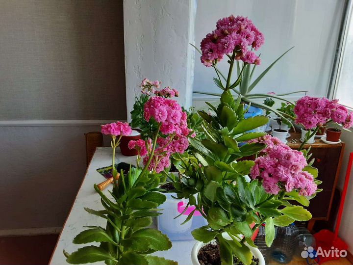 Каланхое розовый