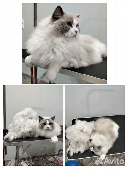 Груминг собак и кошек