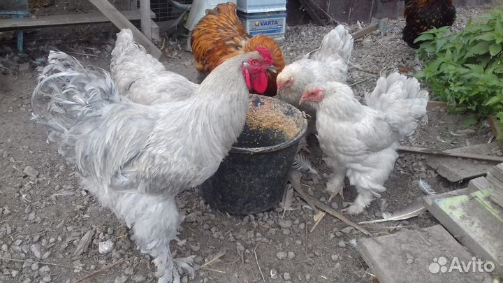 Инкубационное яйцо брама изабель