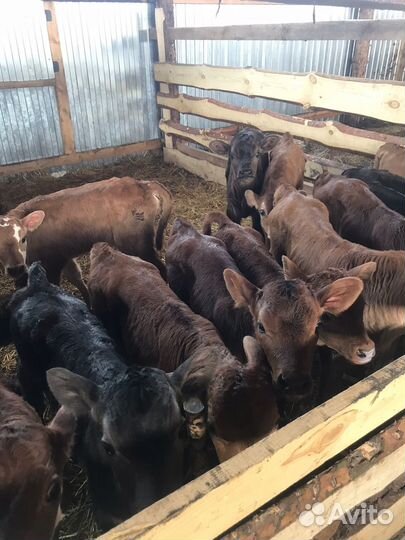 Телята бычки тёлки/ Доставка бесплатно