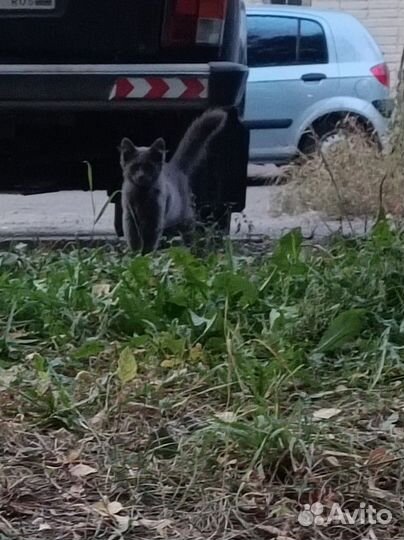 В добрые руки