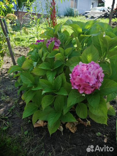 Гортензия крупнолистная 4хлетка