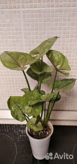 Сингониумы сортовые 1