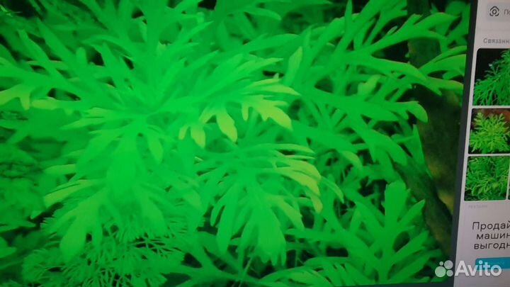 Аквариумные растения