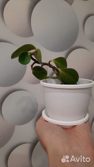 Пеперомия туполистная