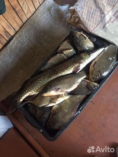 Свежемороженная рыба речная
