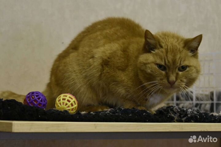 Кошка ищет дом