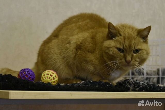 Кошка ищет дом