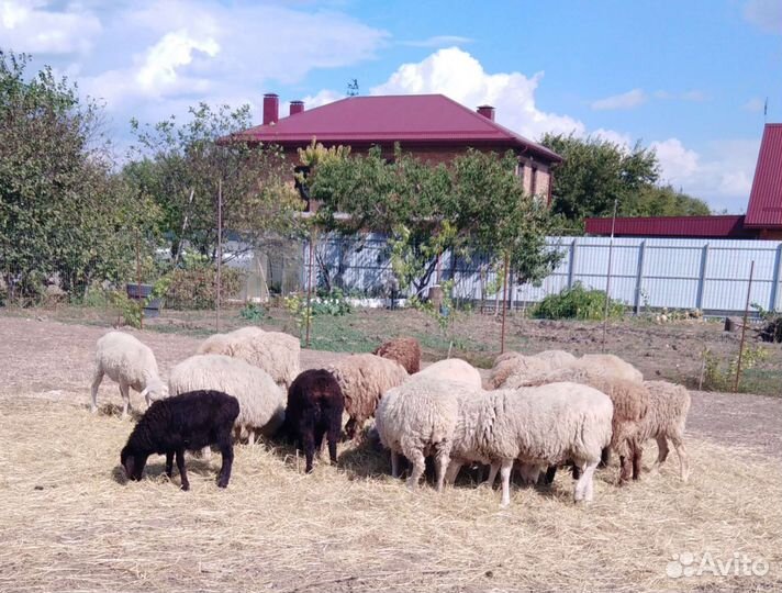 Овцы бараны