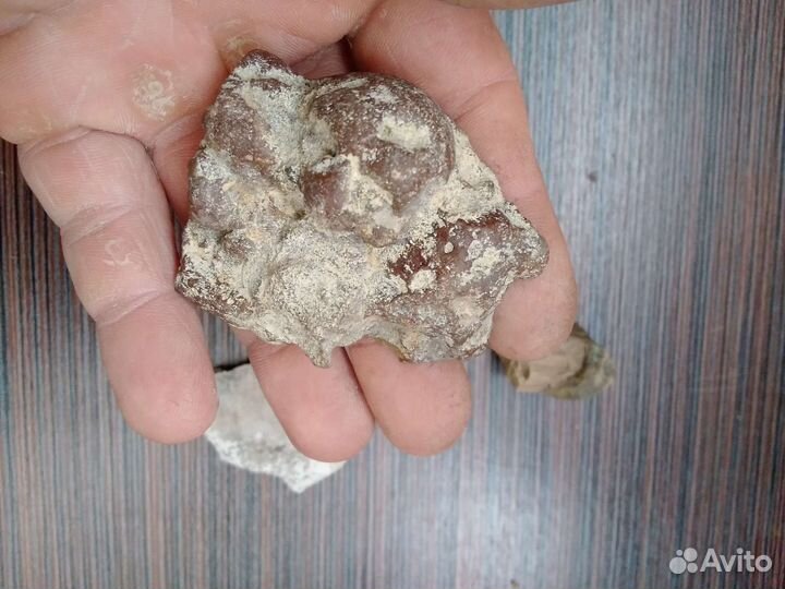 Коллекция окаменелостей