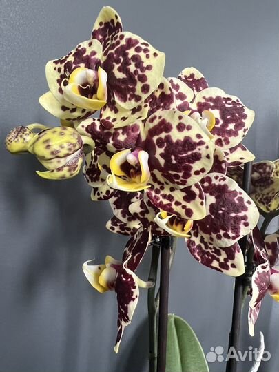 Орхидея фаленопсис