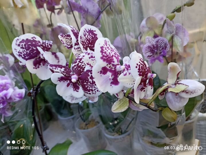 Орхидея фаленопсис