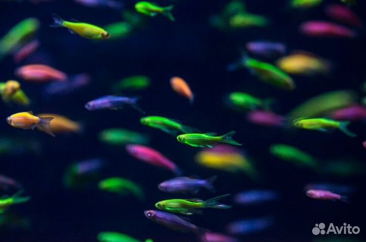 Данио Рерио (Danio rerio) рыбки