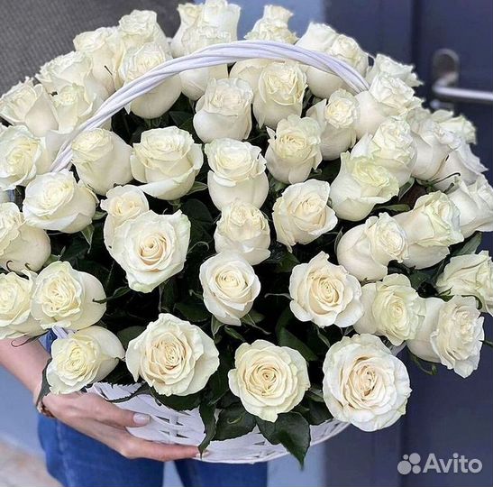 Розы гиганты 140 150 160 170 180 200