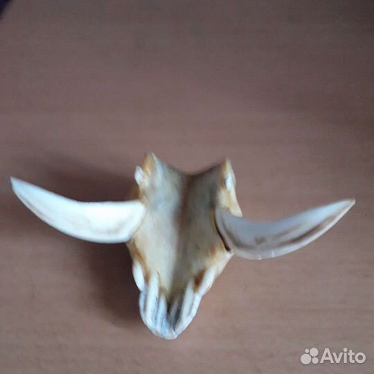 Клыки кабана сувенир