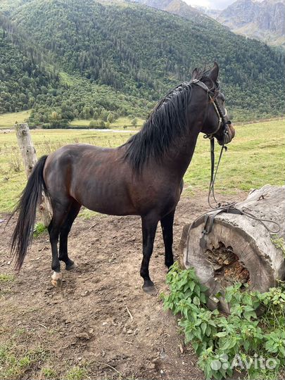 Карачаевский жеребец